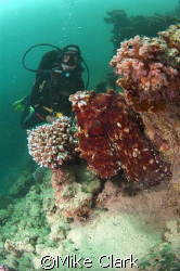 Red Sea Octopus, admired by diver,
Um Sid, Dahab, Red Se... by Mike Clark 